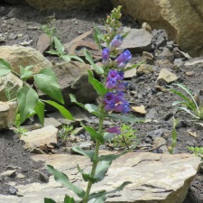 Flower-purple